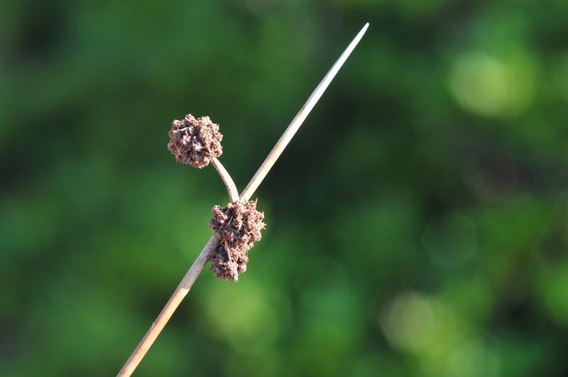 Scirpoides holoschoenus